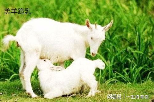 小羊没烦恼实操视频吃瓜,轻松吃瓜，快乐生活指南