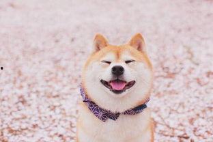 柴犬可以吃茭瓜吗视频,茭瓜的适宜性揭秘
