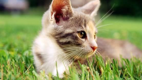 猫可以吃葫芦瓜么吗视频,猫咪的新鲜美食探索