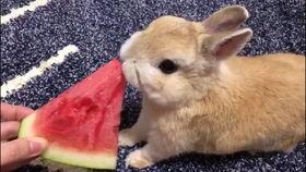 小兔子吃葫芦瓜的视频播放,萌态十足萌翻网友