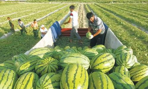 中国石油吃瓜视频最新,揭秘行业幕后趣闻