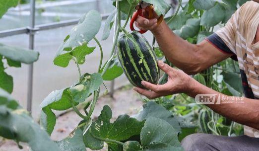 杭州吃瓜吕丹丹视频,揭秘网红美食背后的故事