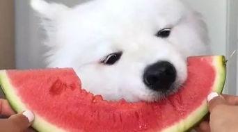 萨摩耶吃瓜视频全集,萌宠瓜王全纪录