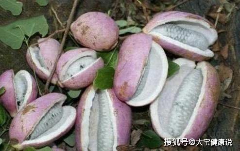 蝈蝈吃八月瓜会死吗视频,揭秘昆虫生命中的意外悲剧