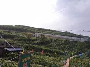 云门山植物园吃瓜事件视频,一场引发热议的公共道德风波