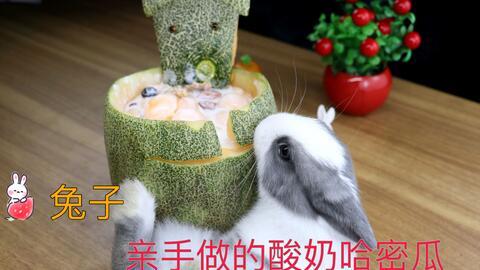 小白兔吃哈密瓜球视频,哈密瓜球大挑战