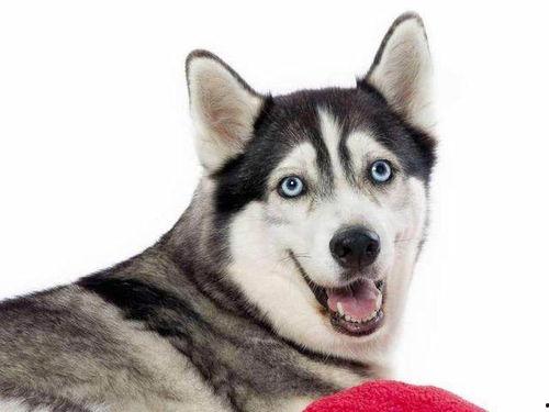 二哈可以吃吊瓜吗视频,揭秘狗狗吊瓜大餐的甜蜜瞬间