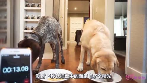 小狗吃大瓜视频,萌态可掬的吃瓜日常