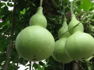 葫芦瓜买老了可以吃吗视频,教你巧变佳肴