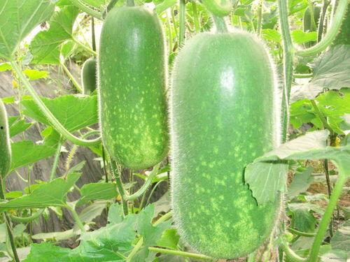 王大爷吃瓜视频大全,趣味横生的社会百态缩影