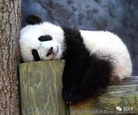 大熊猫吃老瓜视频大全,老瓜美食视频大盘点