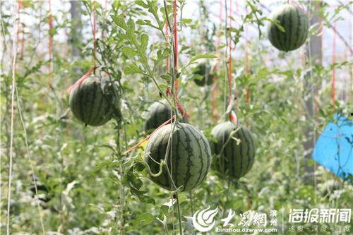 薛城吃瓜事件视频最新进展,最新视频揭露惊人内幕，真相逐渐浮出水面