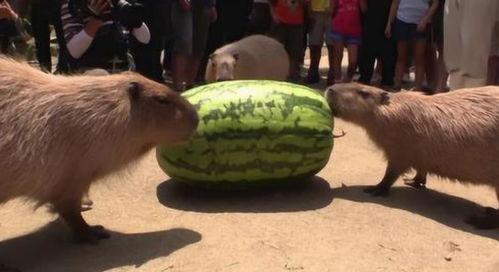 水豚吃瓜视频全集,全集视频趣味盘点