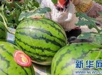 莱西吃瓜视频最新消息曝光,揭秘事件背后惊人真相