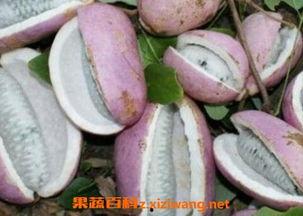 八月瓜好吃吗怎么吃的视频,视频教你轻松品尝