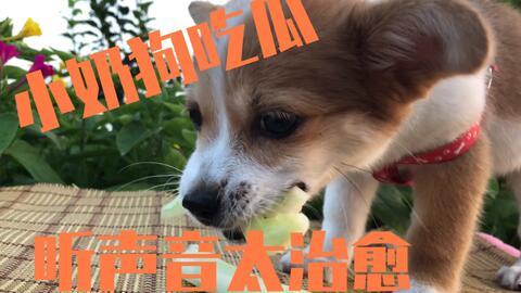 主人吃瓜狗狗叫声视频播放,萌宠欢乐时光