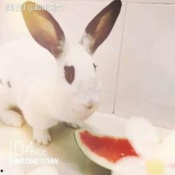 宠物兔吃瓜视频大全,瓜果视频盛宴来袭！