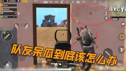 吃鸡呆瓜队友怎么玩视频,轻松应对队友“呆萌”时刻