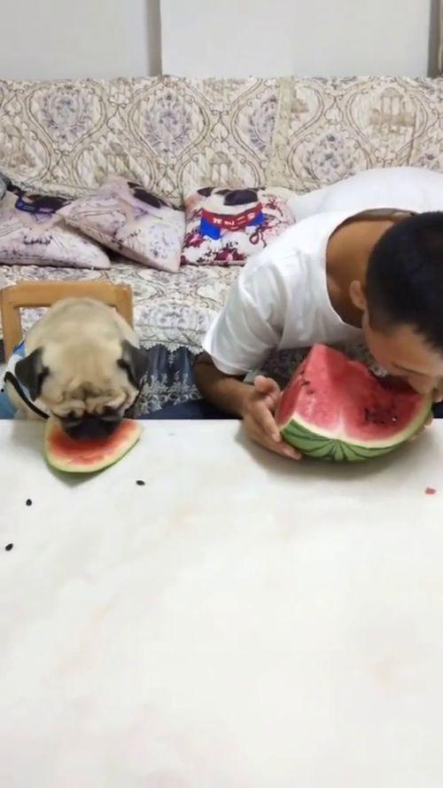 什么叫吃瓜搞笑视频呢,网络娱乐新风尚