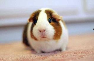 荷兰猪吃洋瓜会死吗视频,荷兰猪食用洋瓜致命风险揭秘