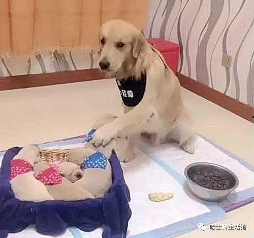 卖狗小伙吃瓜视频大全,趣味横生的宠物圈日常