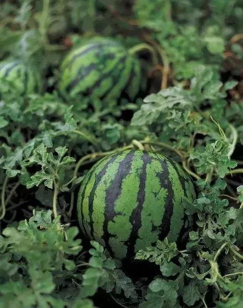 韩城吃瓜视频巧玲,巧玲带你领略地方特色美食