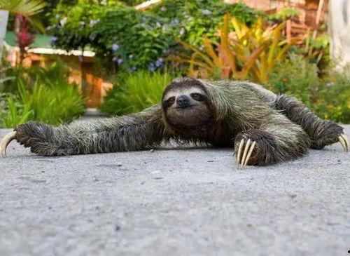 吃瓜的动物配音视频下载,趣味配音视频大盘点