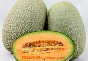 哈密瓜不能送病人吃吗视频