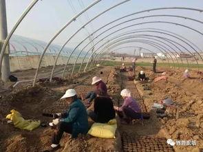 界首植物园吃瓜事件视频,一场引发热议的公共秩序风波