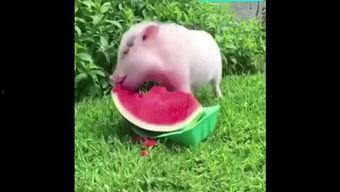 猪猪的视频吃瓜,欢乐无限