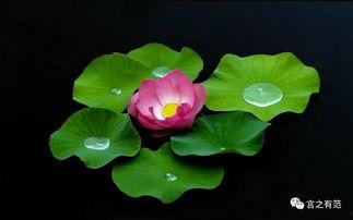 荷花妹妹吃瓜视频大全集,趣味横生的欢乐时光回顾