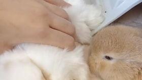 两个小兔子吃瓜视频,萌态十足引网友热议