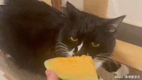 猫咪吃哈密瓜会死吗视频,猫咪误食哈密瓜致命风险揭秘